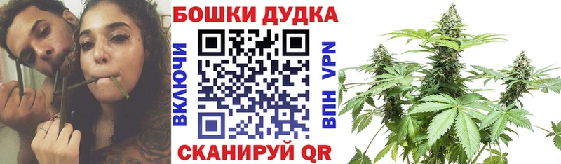 Конопля сатива  Любим 